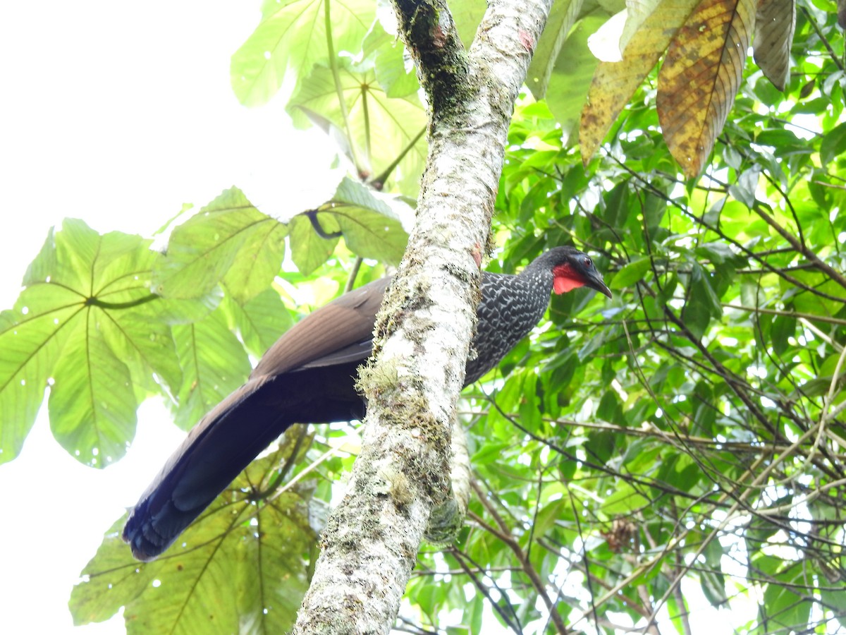 Cauca Guan - ML611281231