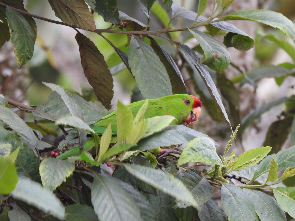 Scarlet-fronted Parakeet - Diego DUQUE