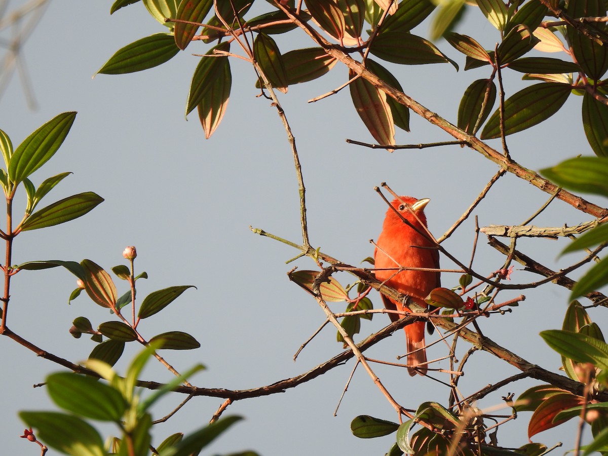 Summer Tanager - ML611281314