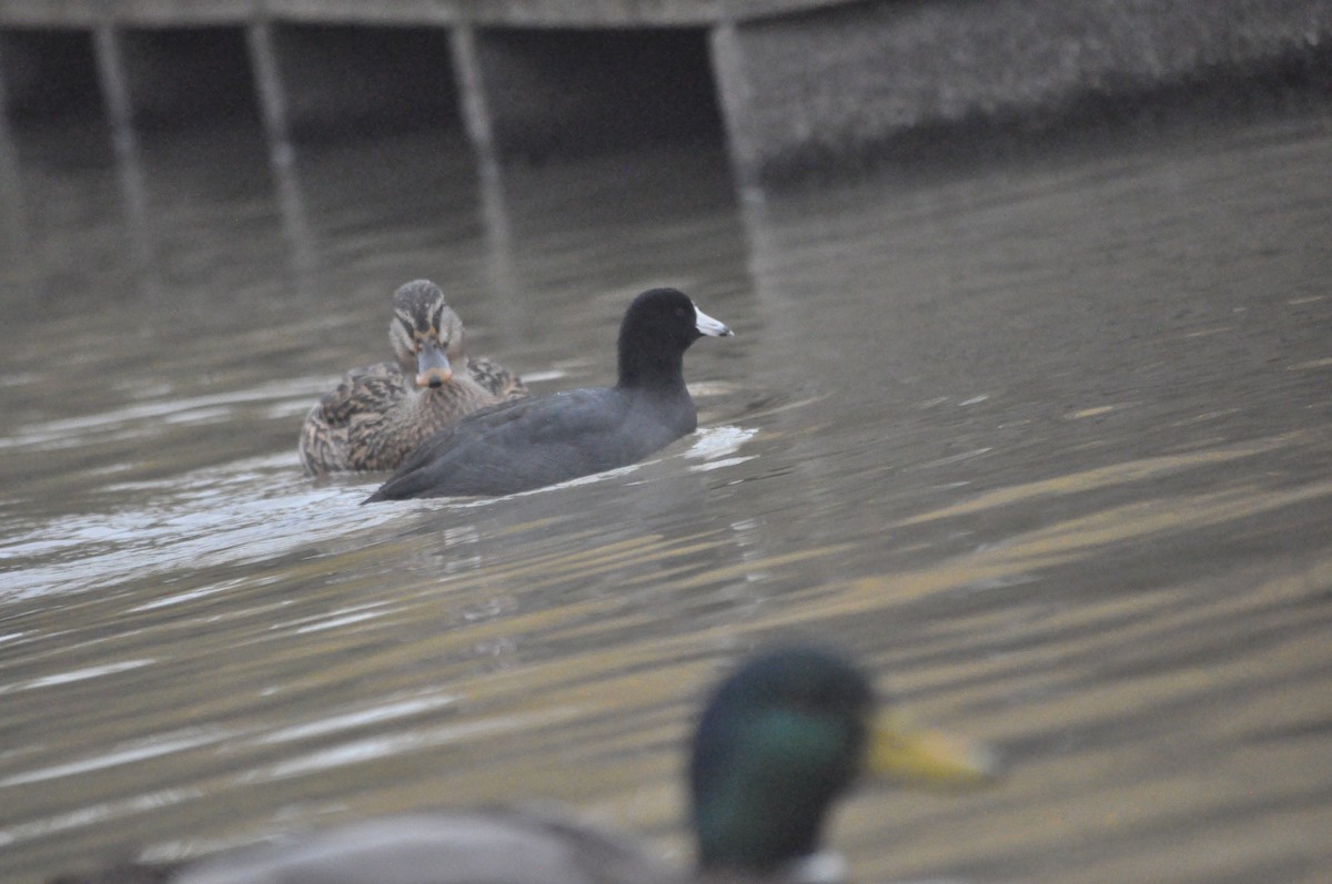 American Coot - ML611281361