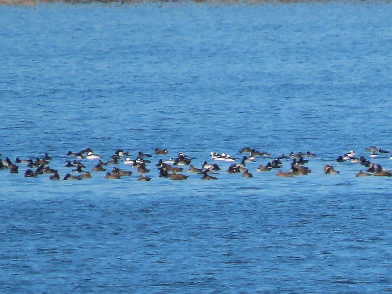Lesser Scaup - ML611281377