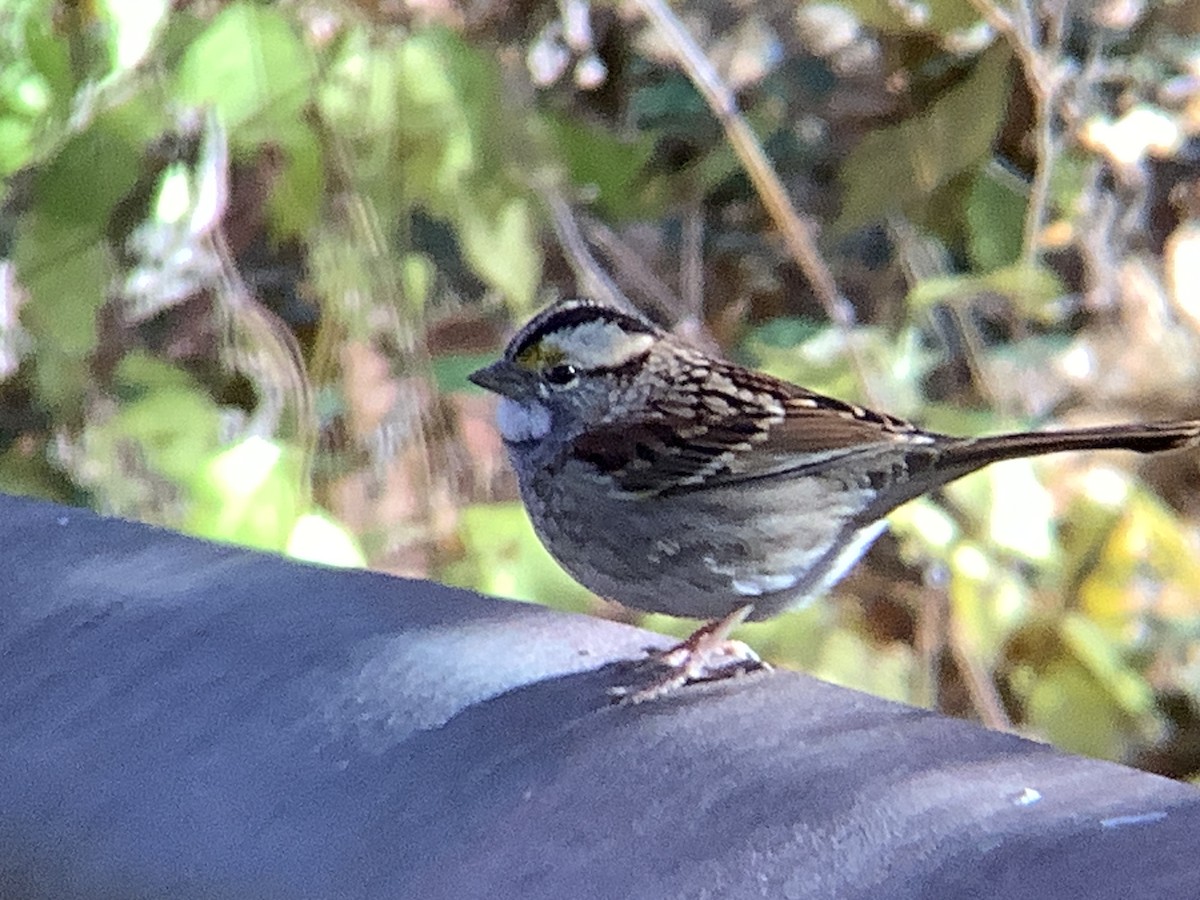 White-throated Sparrow - ML611281405
