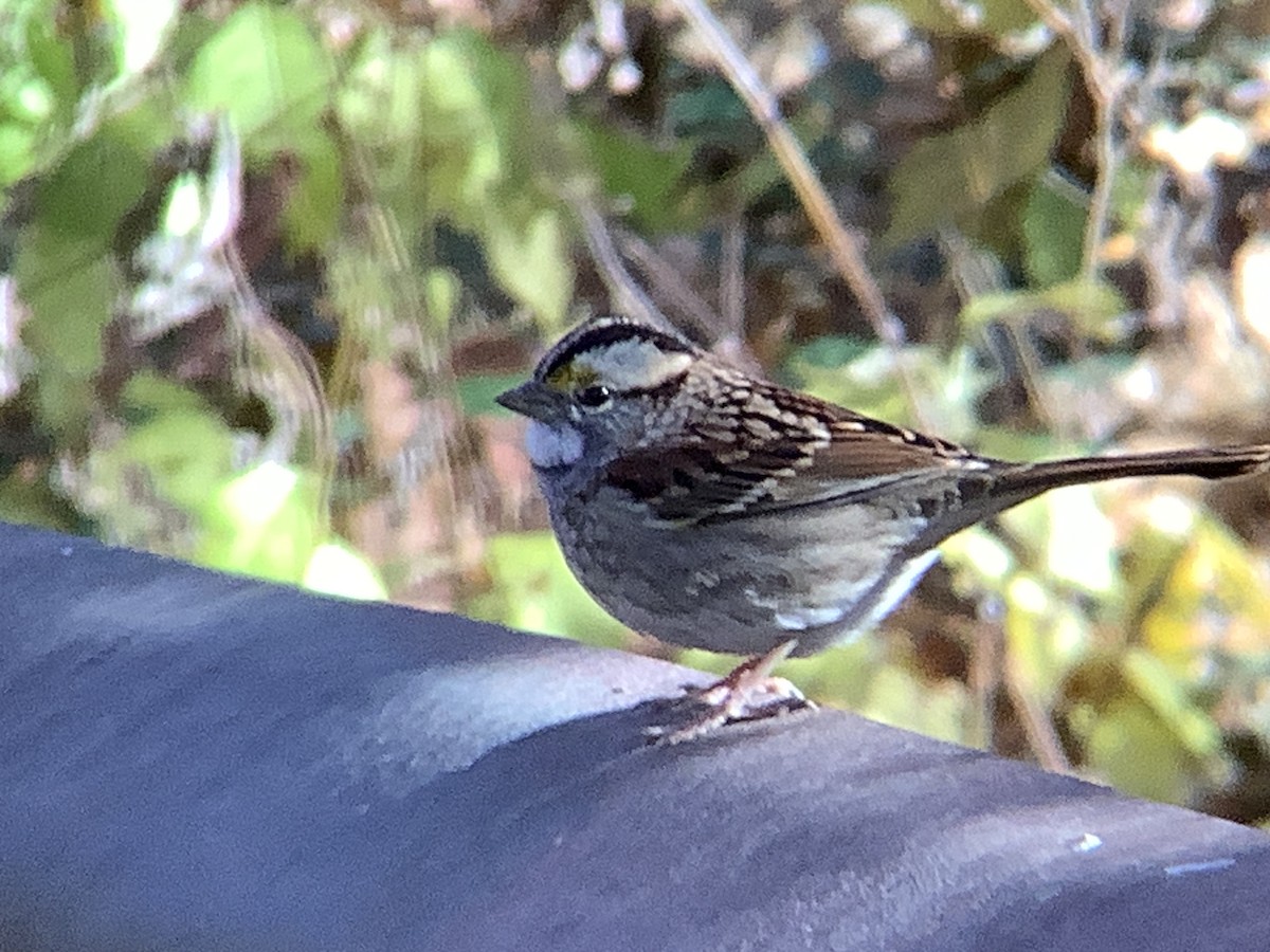 White-throated Sparrow - Vivian Young