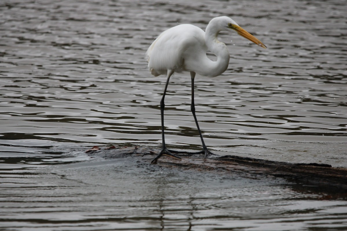 Great Egret - ML611281469