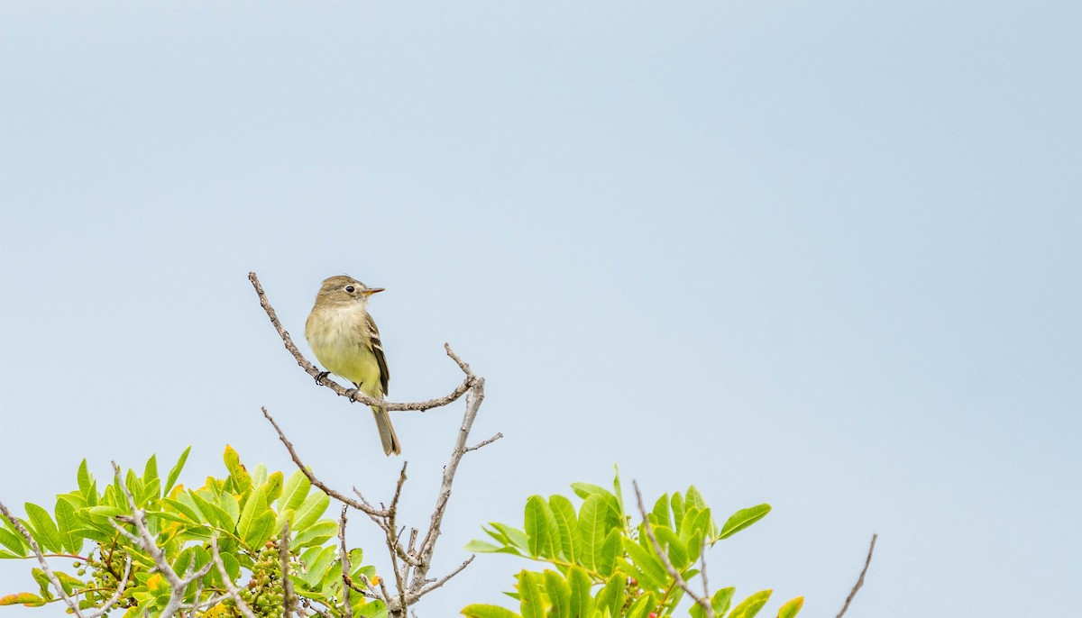 Gray Flycatcher - Betsy Miller