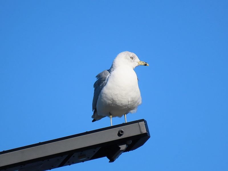 Ring-billed Gull - ML611281635