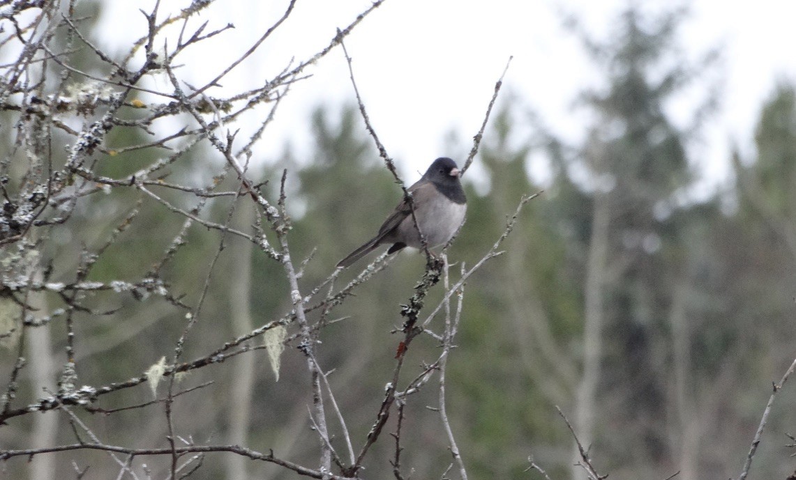 Dark-eyed Junco - ML611281700