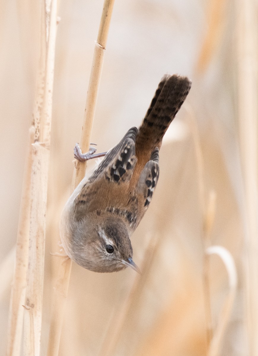 Marsh Wren (plesius Group) - Esther Sumner