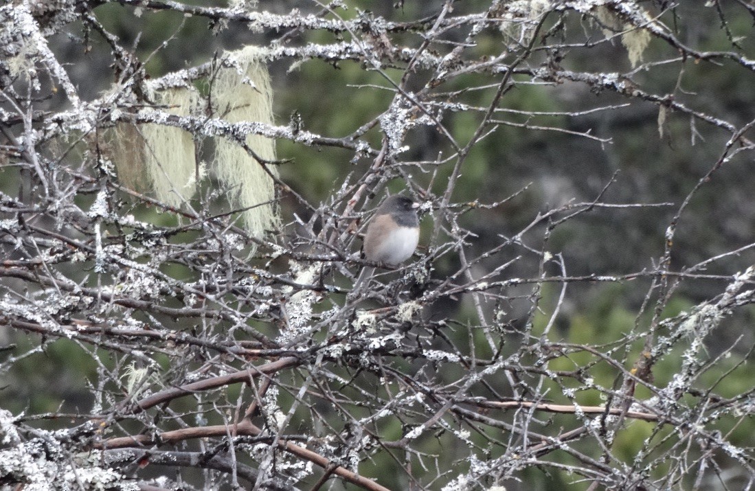 Dark-eyed Junco - ML611281718