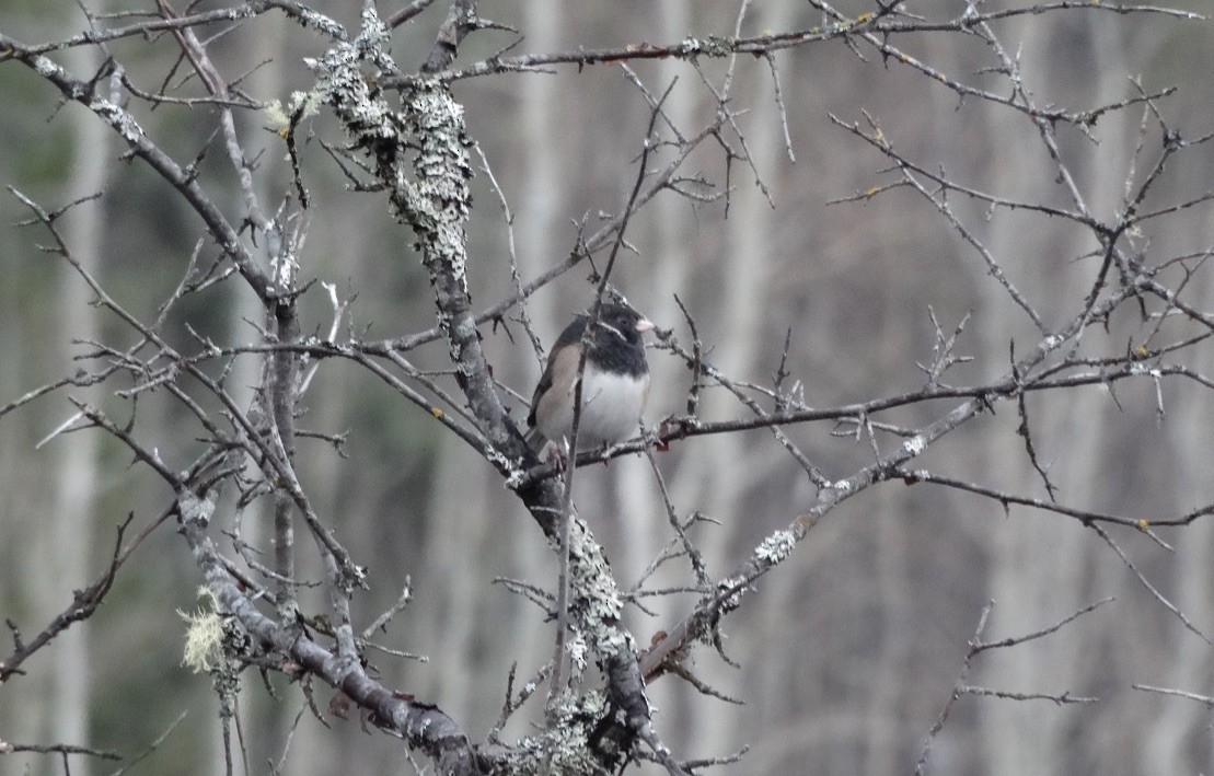 Dark-eyed Junco - ML611281721