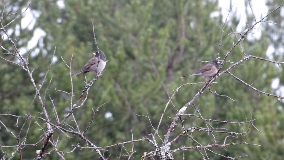 Dark-eyed Junco - ML611281726