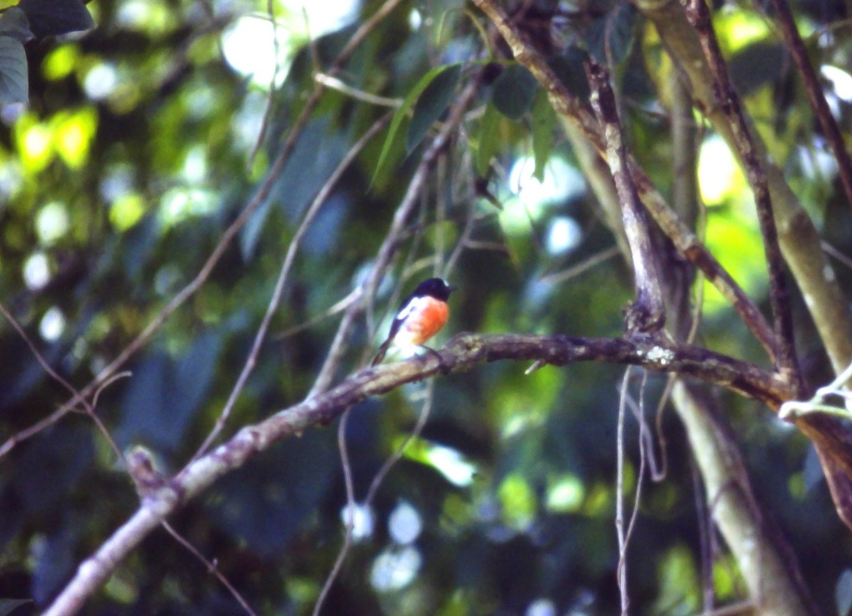 Petroica del Pacífico - ML611281821