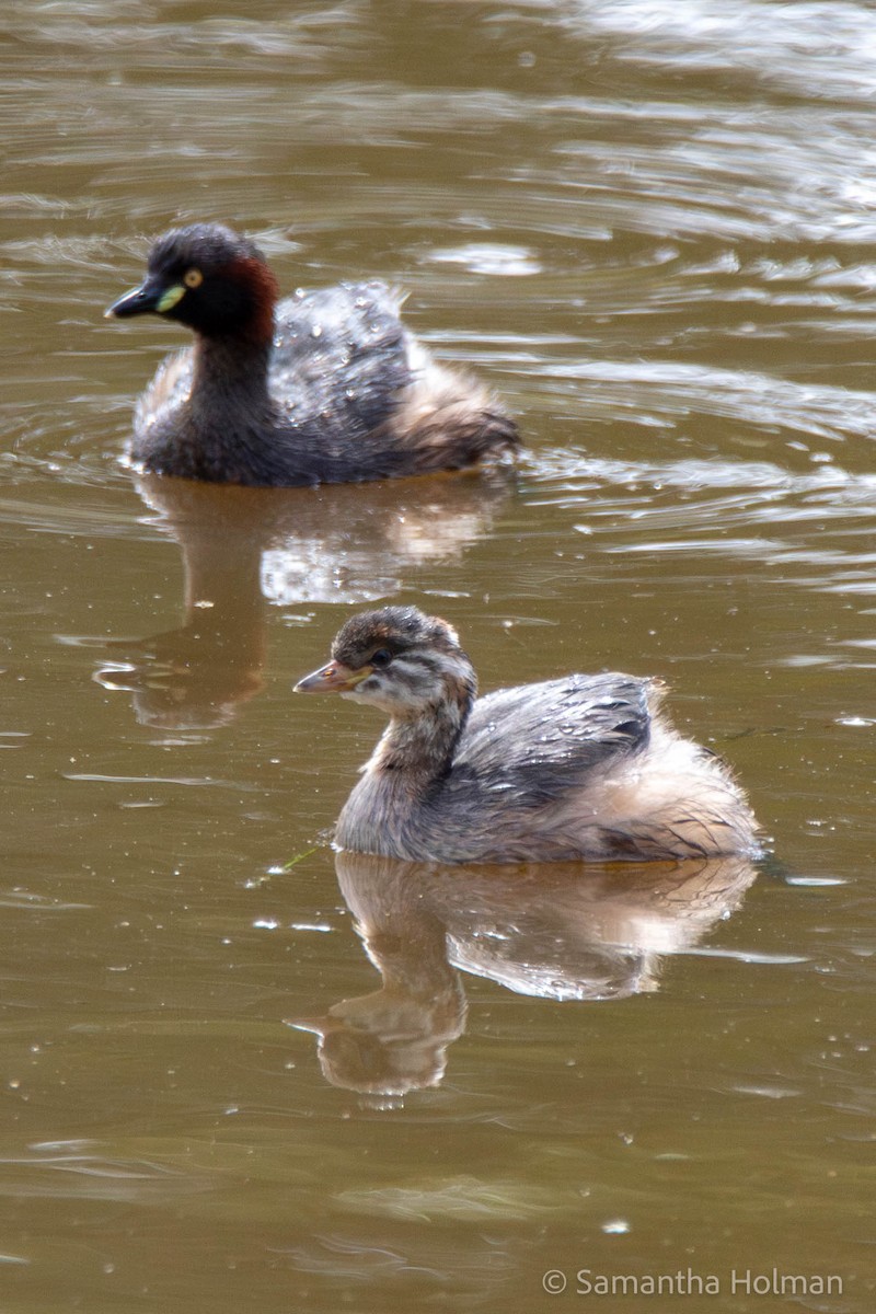 Australasian Grebe - John Gibbon