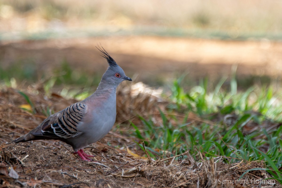 Crested Pigeon - ML611281849