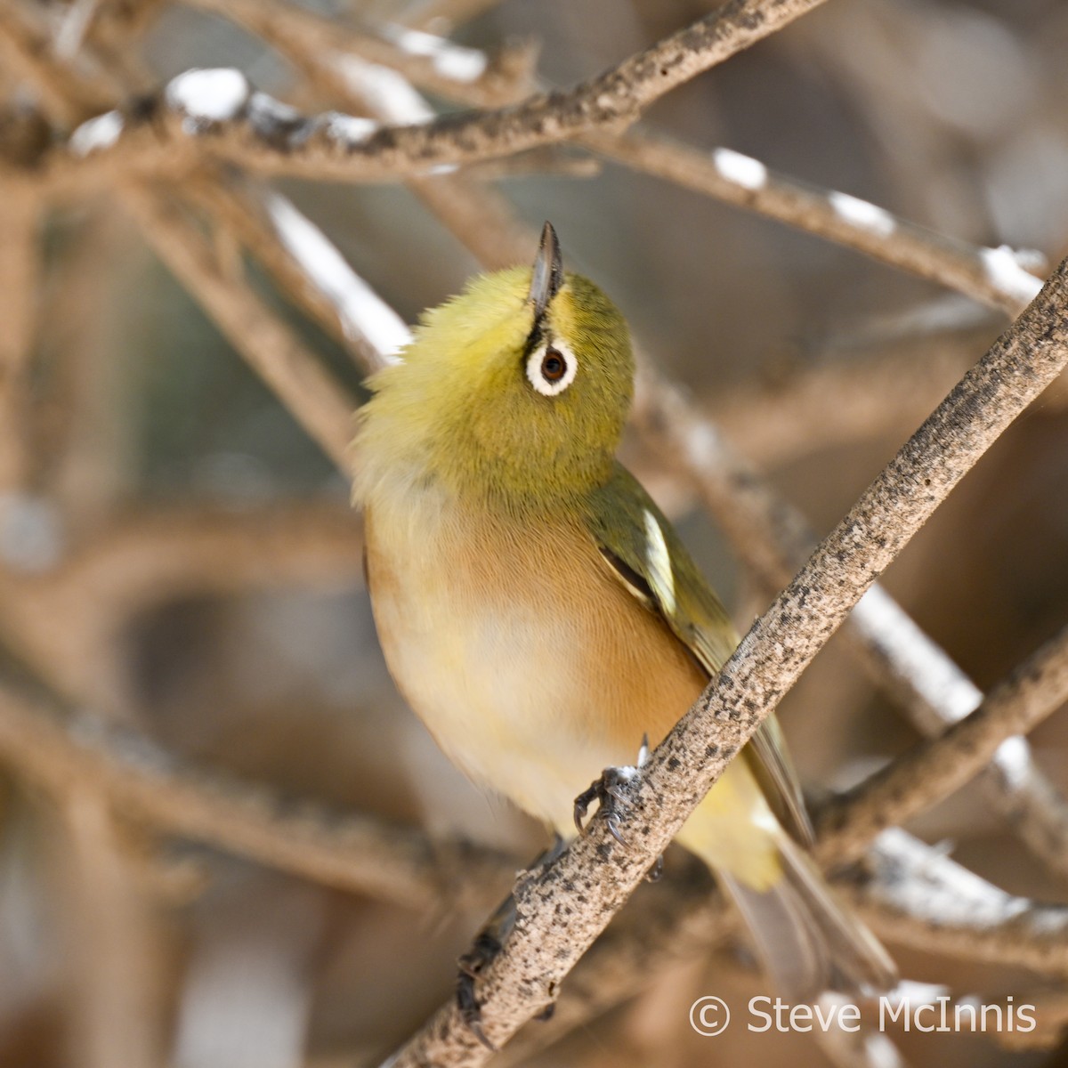 Orange River White-eye - ML611281874