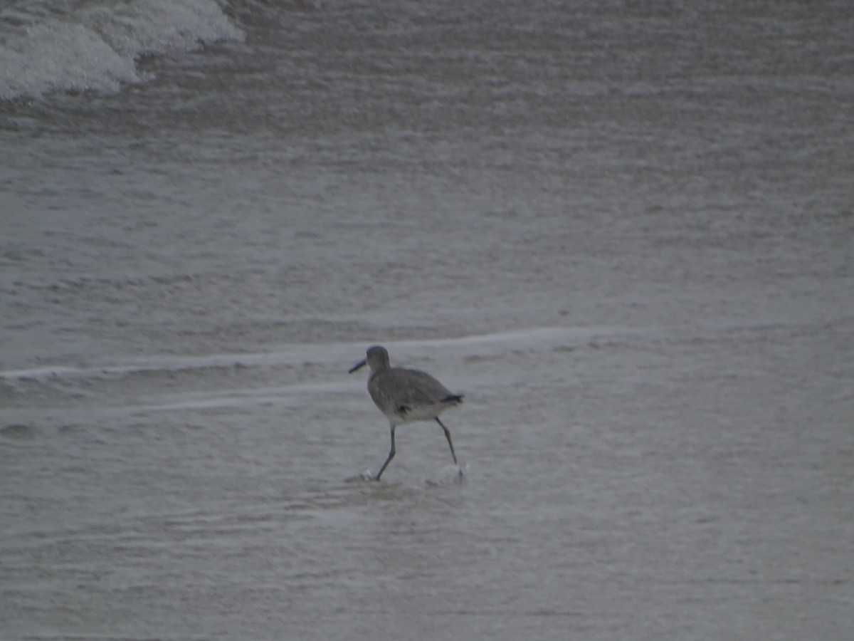 Willet - ML611281920