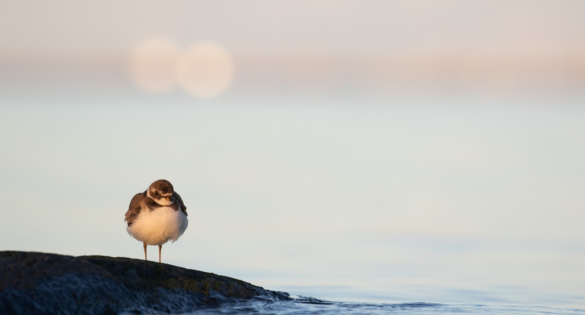 Semipalmated Plover - ML611281935