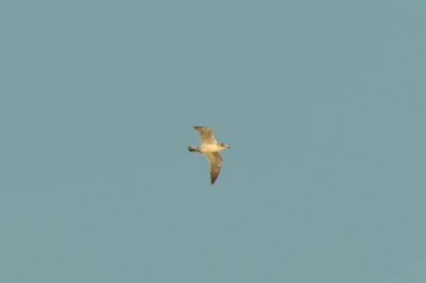 Franklin's Gull - Mark Montazer