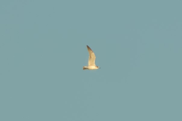 Franklin's Gull - Mark Montazer