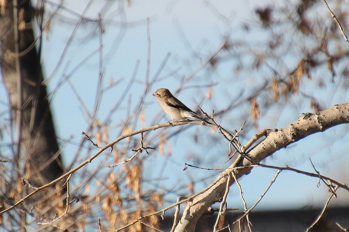 Northern Shrike - ML611282005