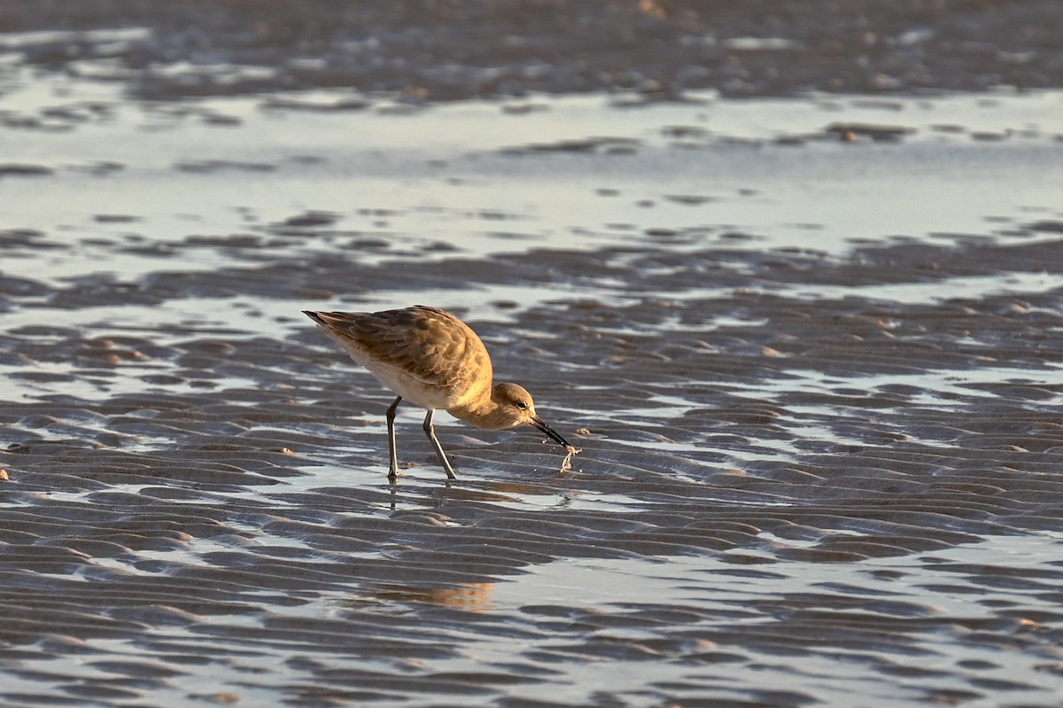 Willet - ML611282011