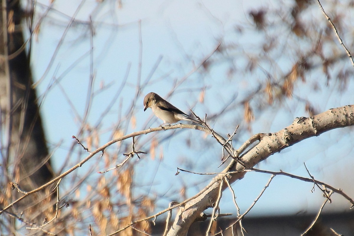 Northern Shrike - ML611282012
