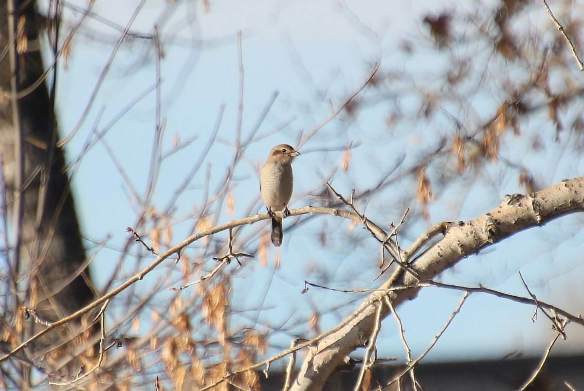 Northern Shrike - ML611282022
