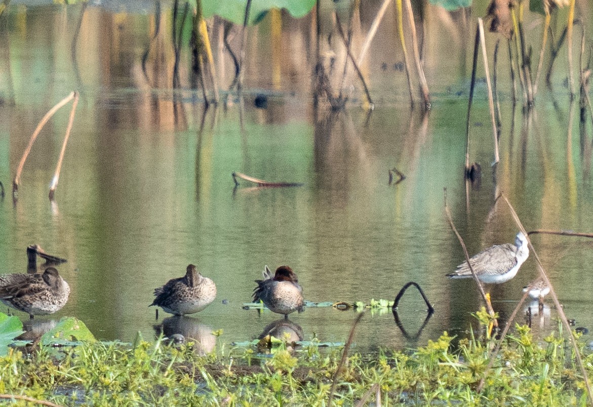 Greater Yellowlegs - ML611282052