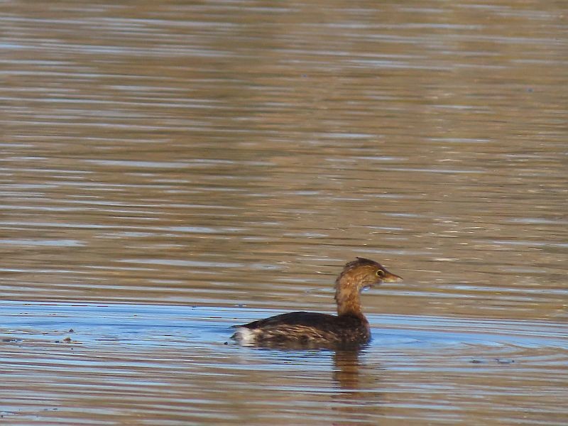 Pied-billed Grebe - ML611282077