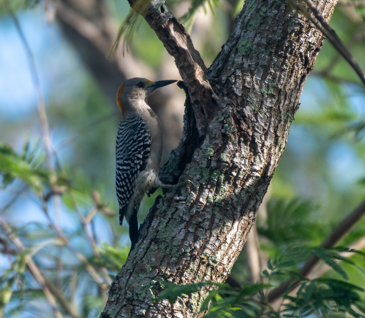 Golden-fronted Woodpecker - ML611282186