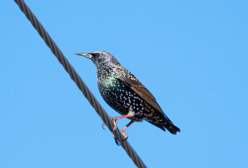 European Starling - ML611282188