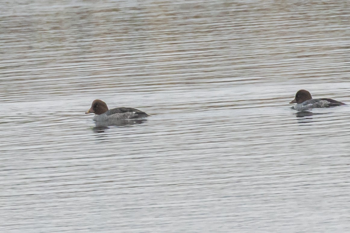 Barrow's Goldeneye - ML611282245