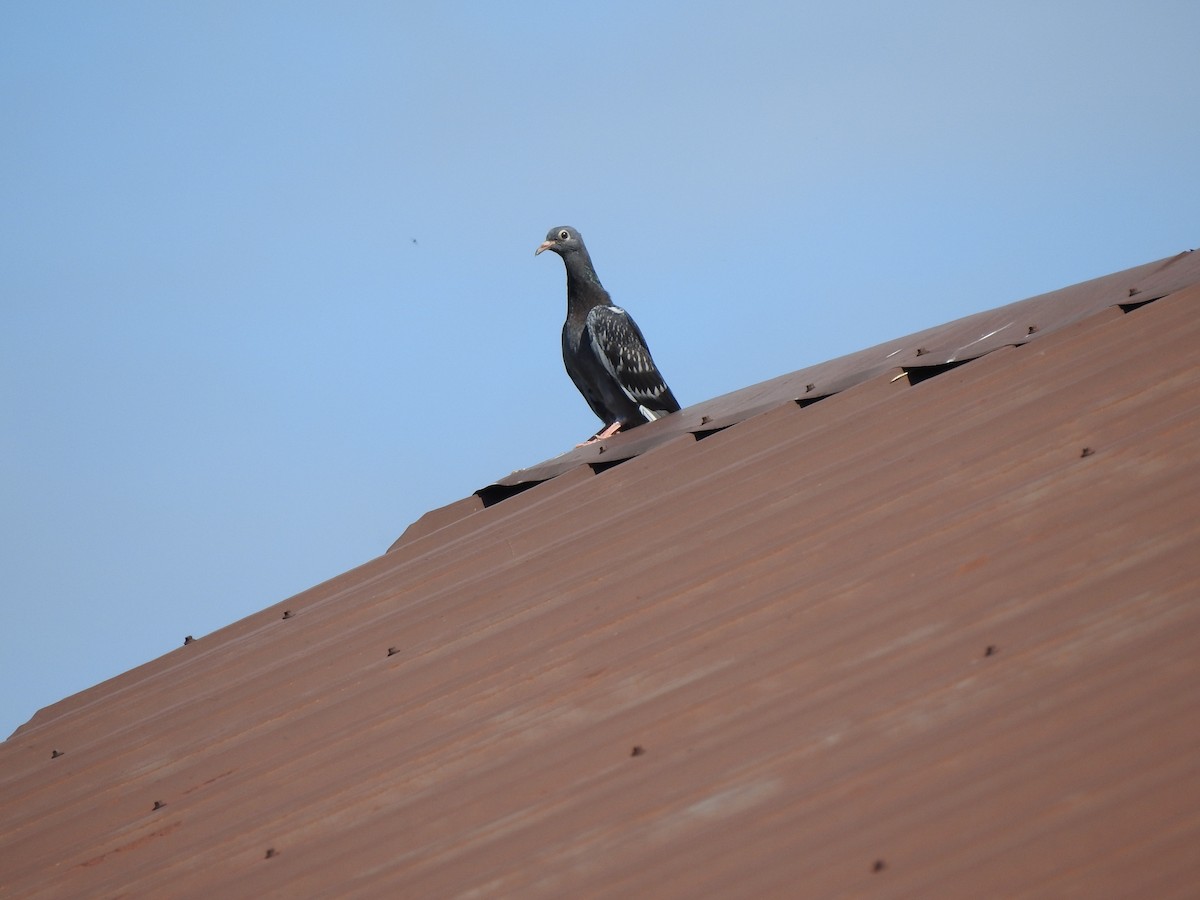 Rock Pigeon (Feral Pigeon) - ML611282280