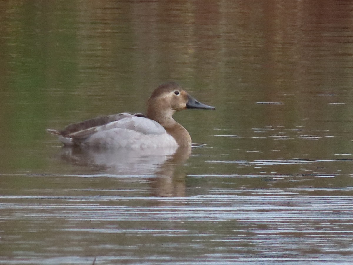 Canvasback - ML611282292