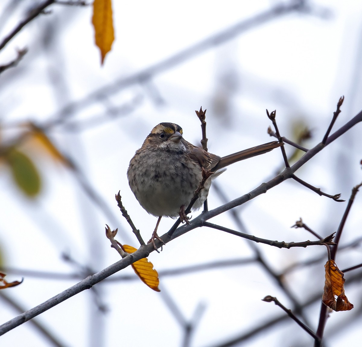 White-throated Sparrow - Elizabeth Laver-Holencik
