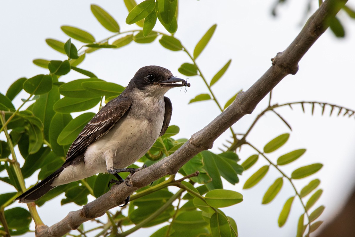 Eastern Kingbird - Marco Fidalgo