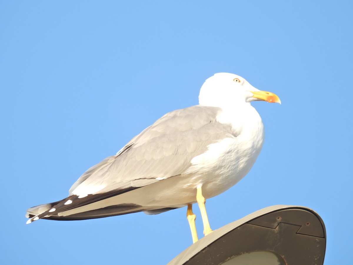 Gaviota Patiamarilla - ML611282398