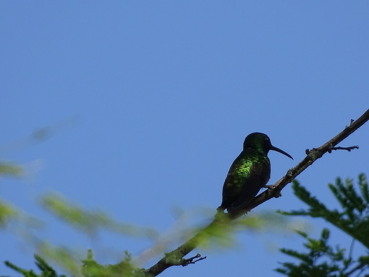 Canivet's Emerald - ML611282454