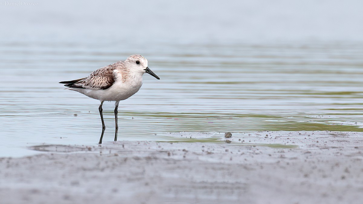 ミユビシギ - ML611282478