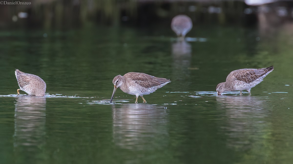 アメリカオオハシシギ - ML611282502