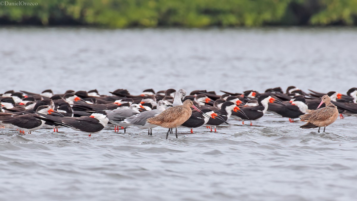 クロハサミアジサシ - ML611282528