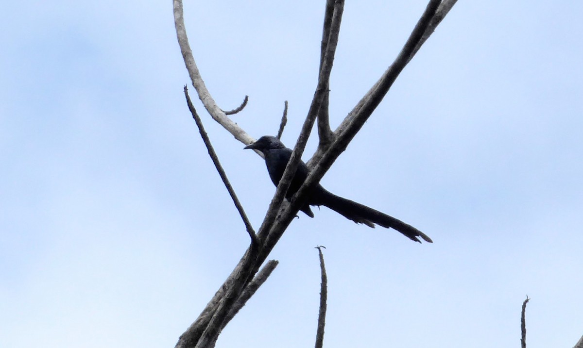 Long-tailed Starling - ML611282793