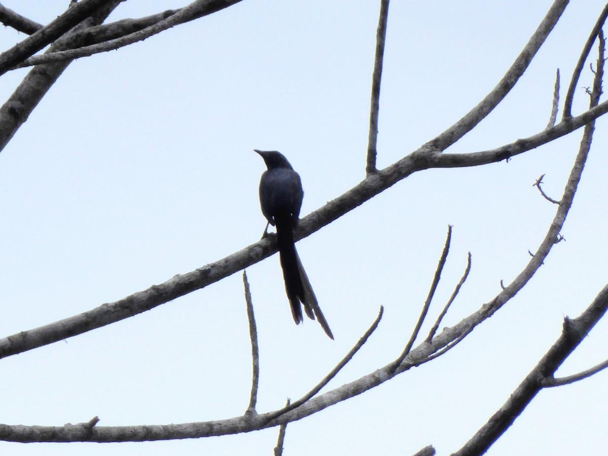 Long-tailed Starling - ML611282794