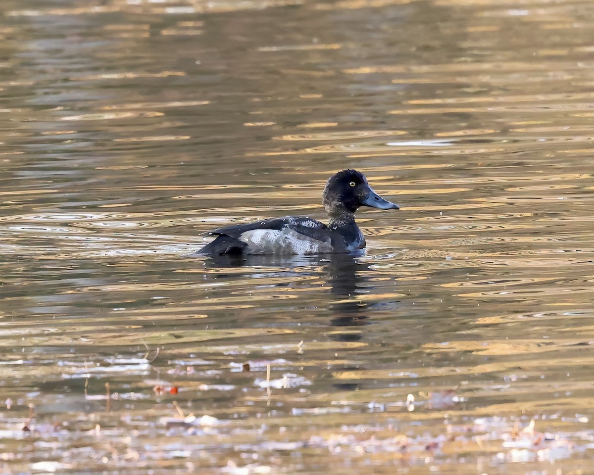 Greater Scaup - ML611282847