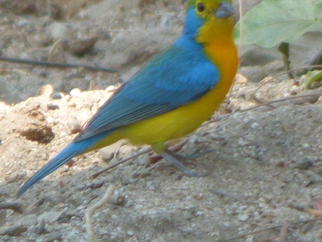 Orange-breasted Bunting - ML611283019