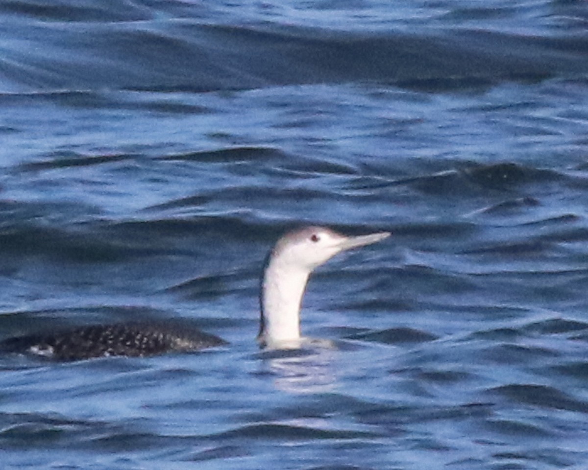 Red-throated Loon - ML611283059