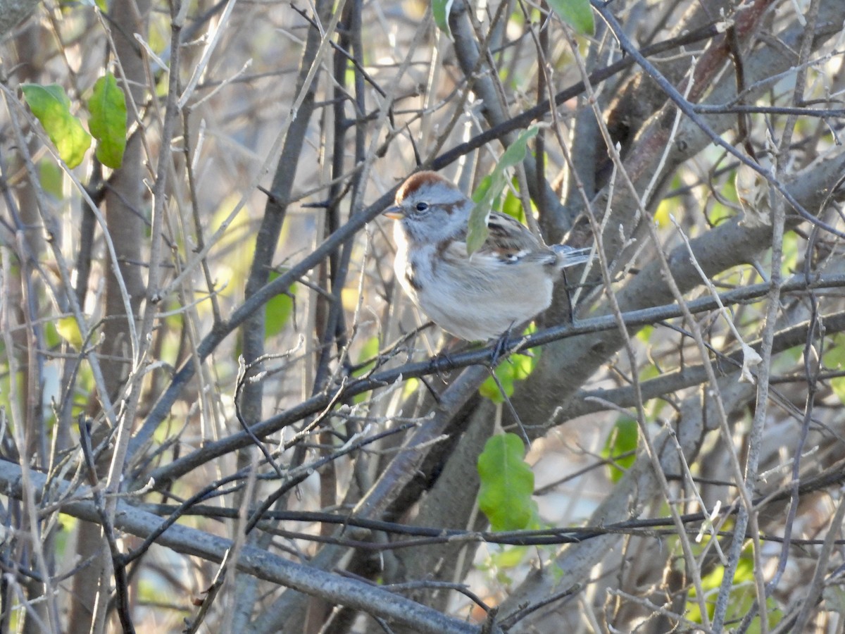 American Tree Sparrow - ML611283133