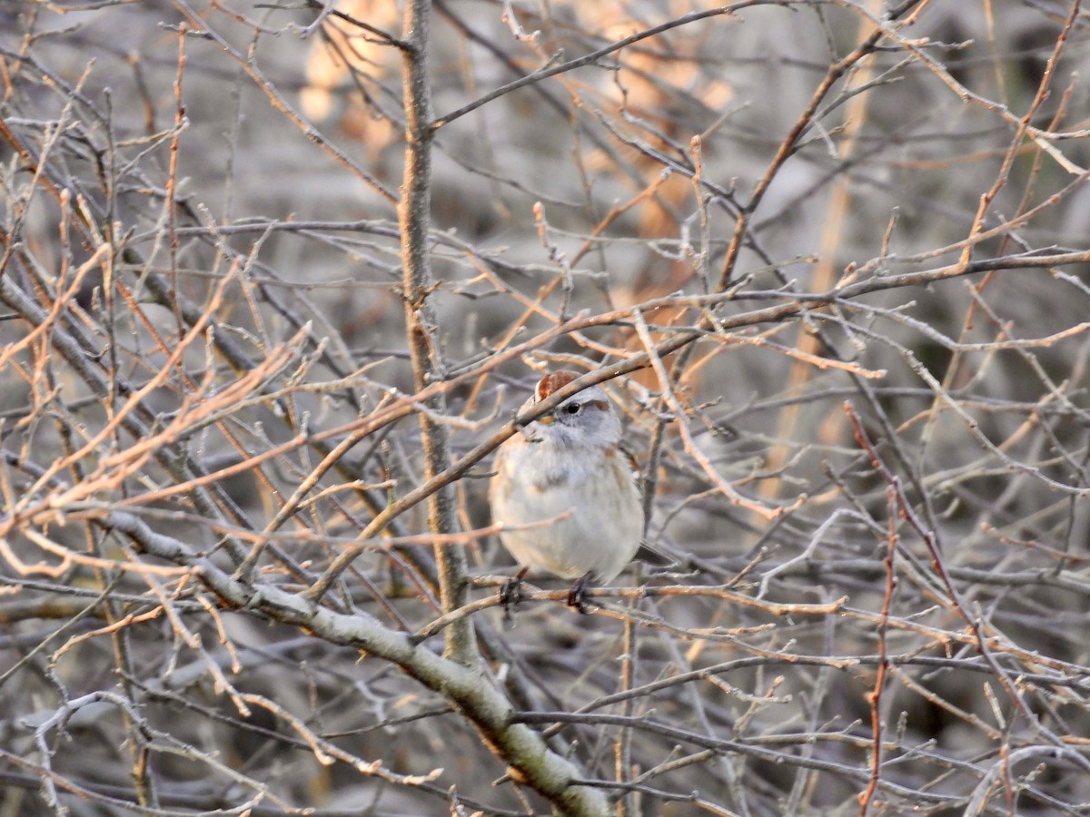 American Tree Sparrow - ML611283134