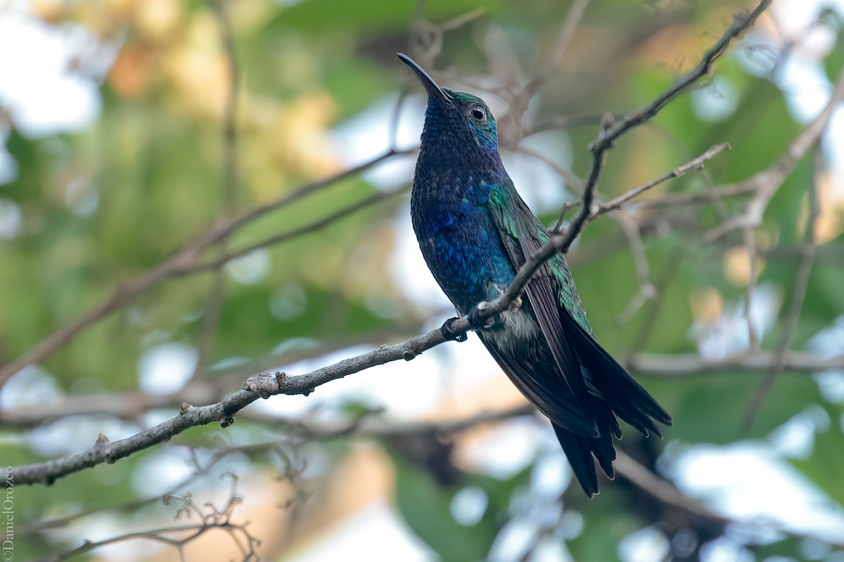 Blaubauchkolibri - ML611283151