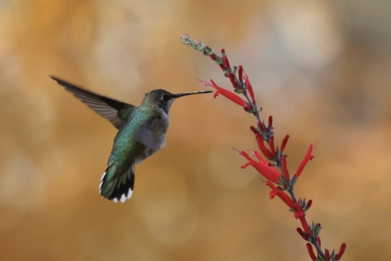 Black-chinned Hummingbird - ML611283364